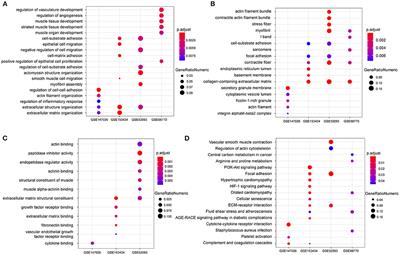 Downregulation of Filamin a Expression in the Aorta Is Correlated With Aortic Dissection